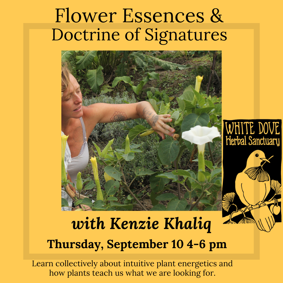 Flower Essences & Doctrine of Signatures with Kenzie Khaliq