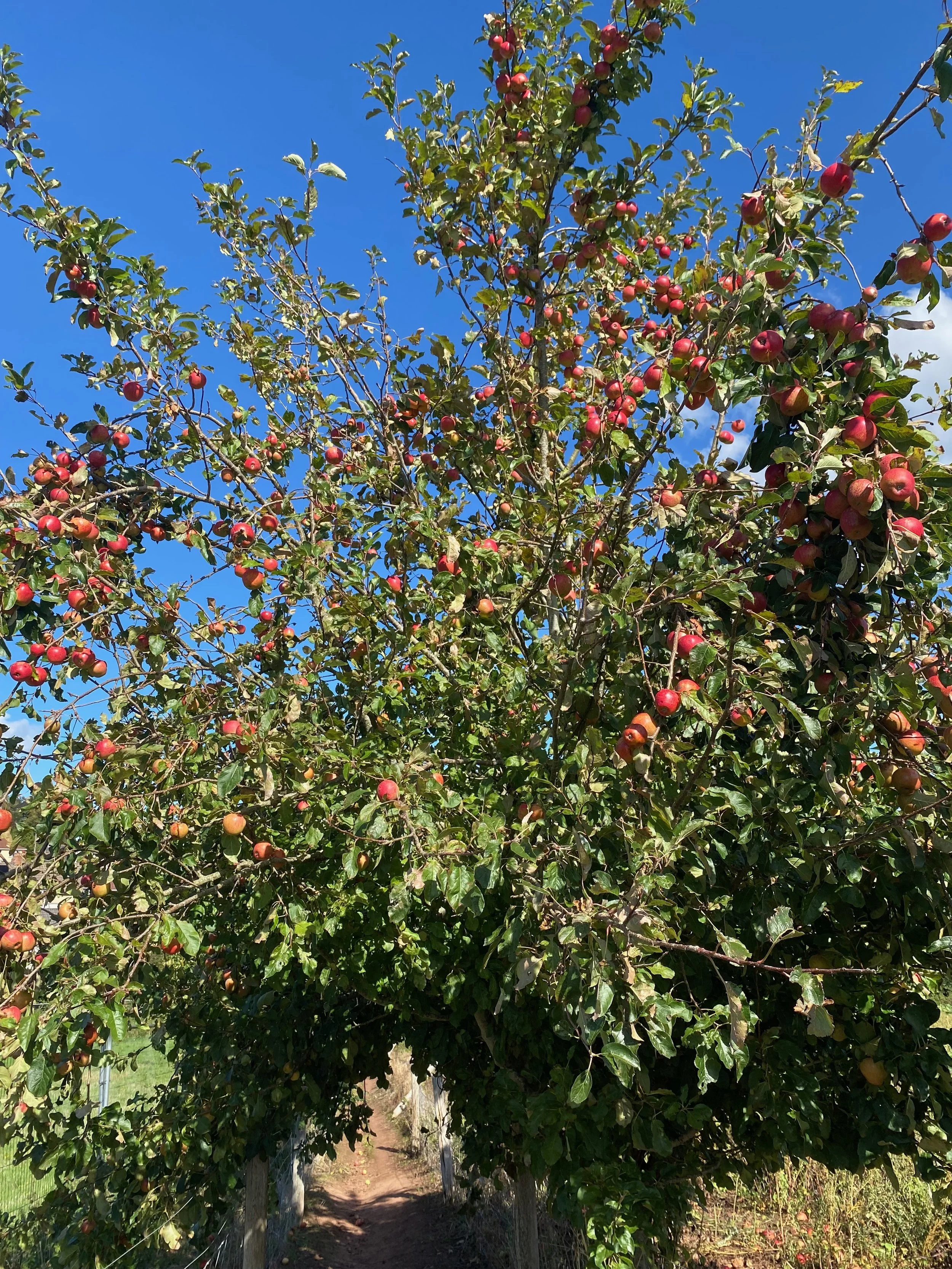 It’s coming up apples – two puddings for autumn bounty