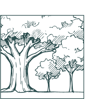 Ilustración de árboles y nubes en un cielo