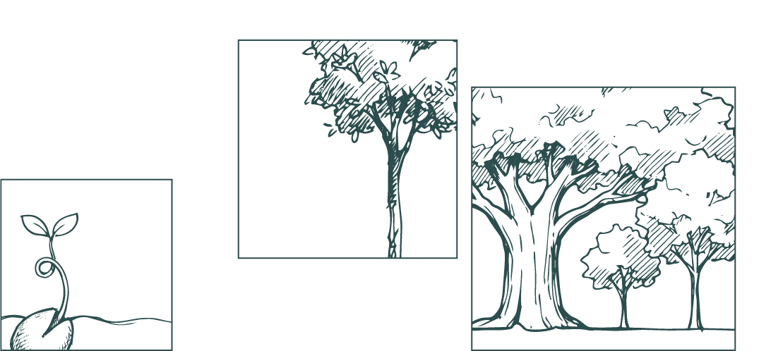 Esquema que representa el ciclo de vida de un árbol, desde una semilla que germina, crece y se desarrolla en un árbol maduro en un entorno forestal.