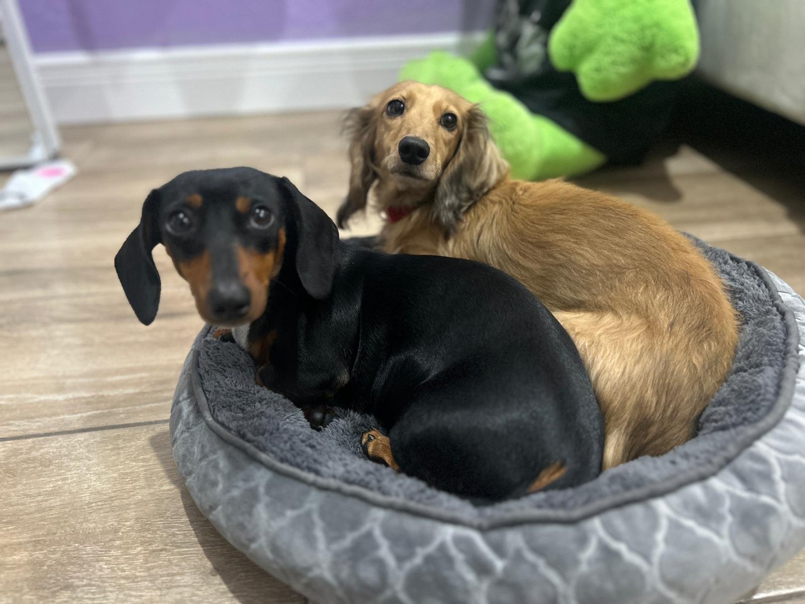 Two Dachshund puppies sitting together in a round plush dog bed on a wooden floor with a green plush toy in the background.