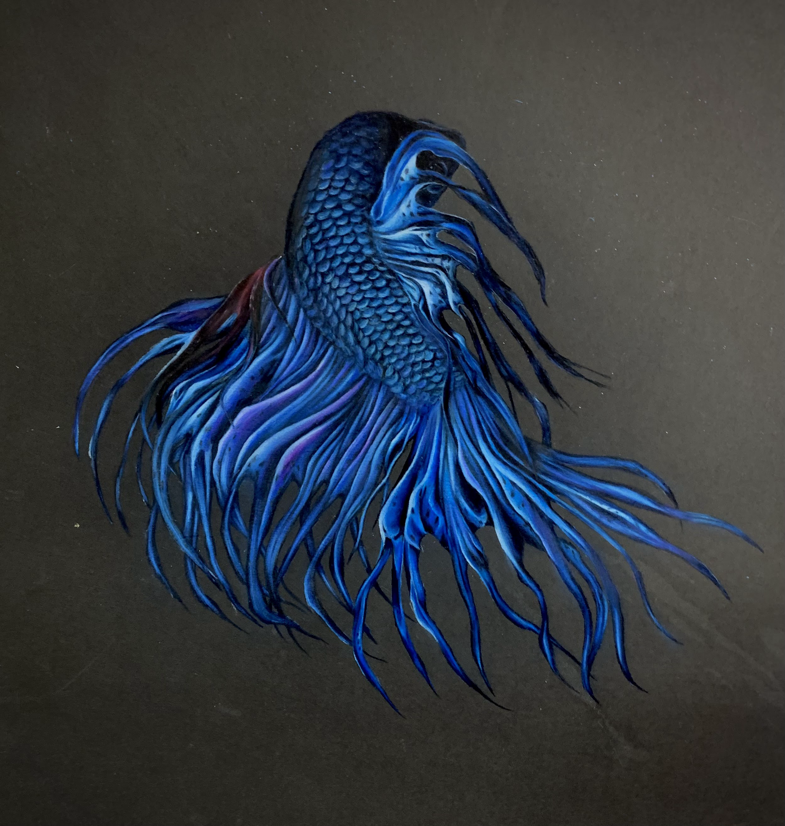 Painting of a blue Betta fish with flowing fins on a dark background.
