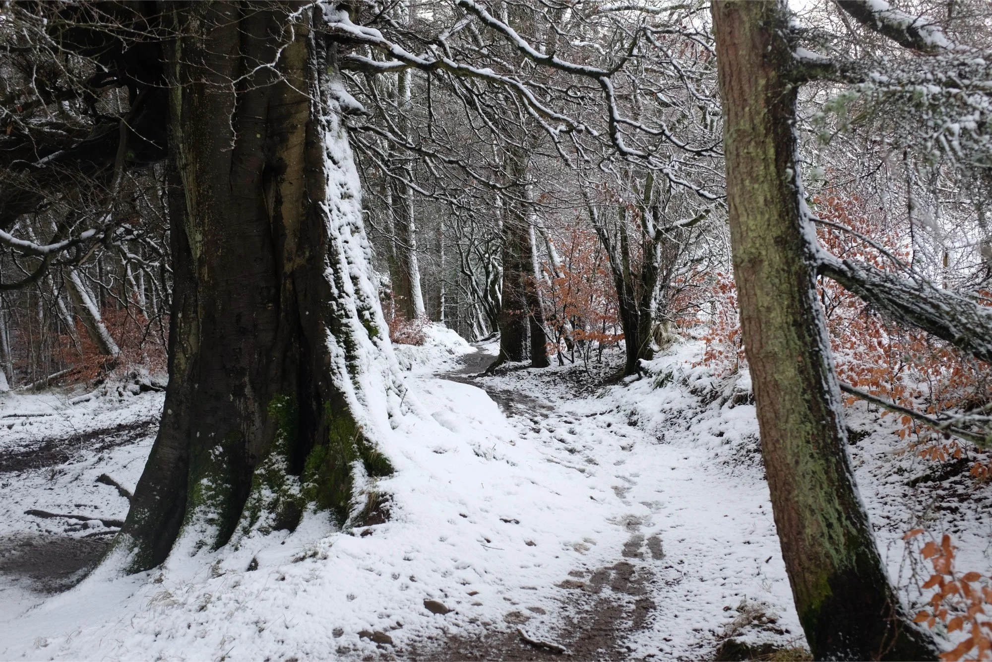 Woodland trail in Scotland winter