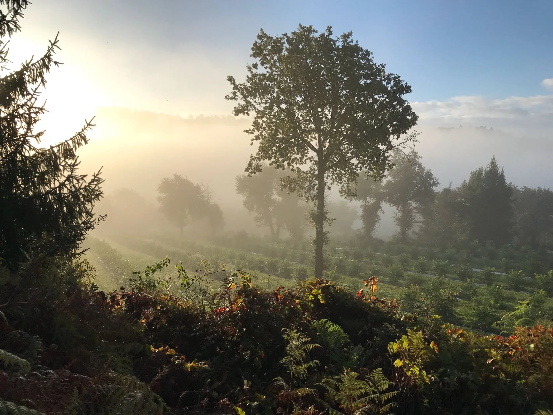Misty forest hills in Portugal morning light