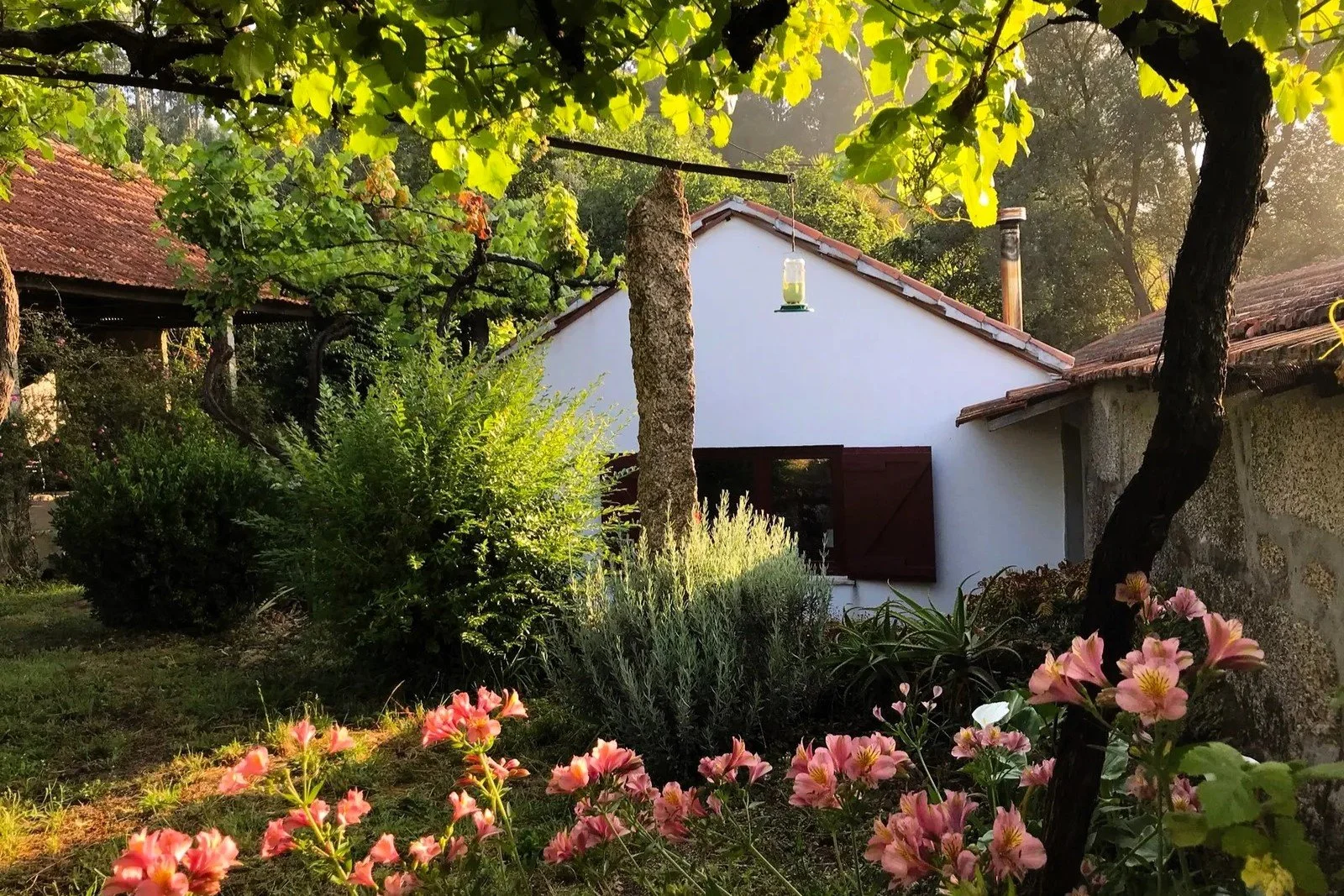 A garden scene with pink flowers in the foreground, green bushes and trees, and a white house with a red tile roof and brown shutters in the background, illuminated by sunlight.