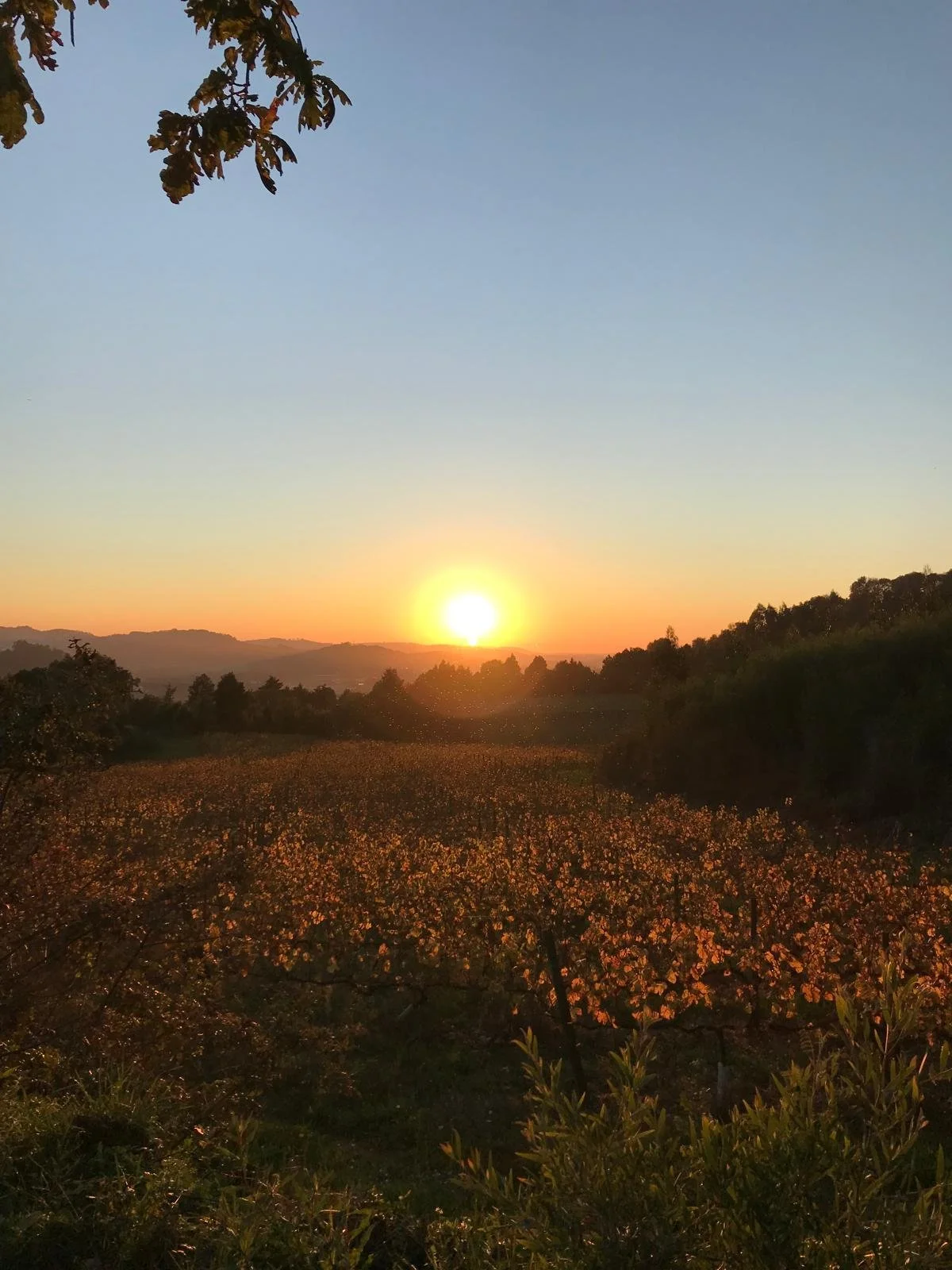 A sunrise over a landscape with trees, rolling hills, and a field illuminated in orange and yellow hues.