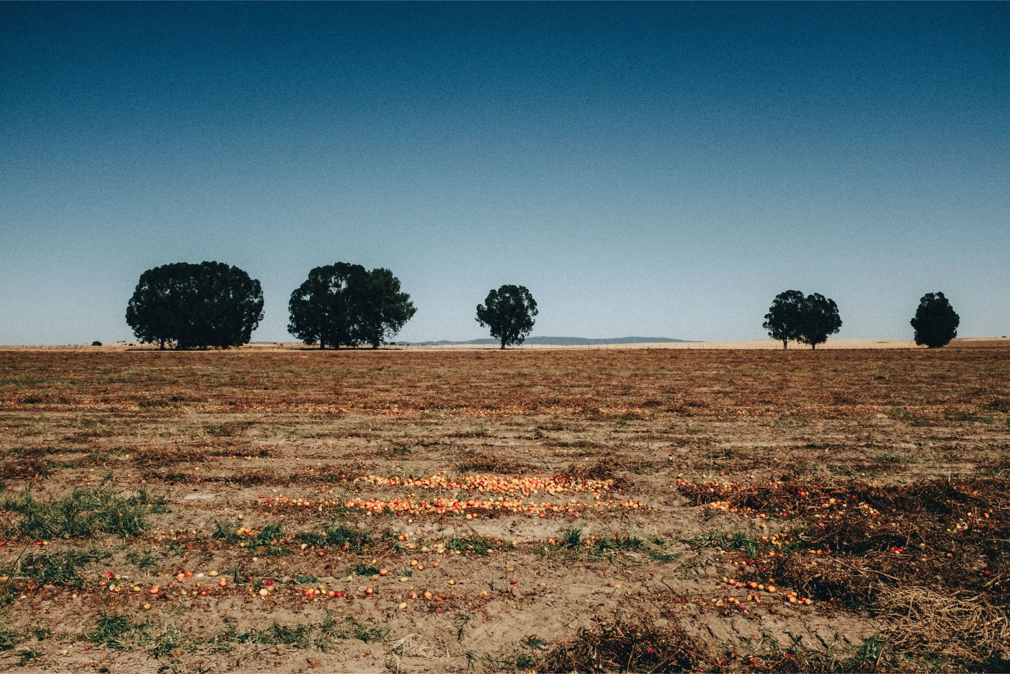 Open farmland with trees in Alentejo Portugal