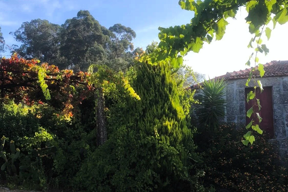 A garden scene with lush green trees and bushes, a stone house with a red-tiled roof, and bright sunlight filtering through the leaves.