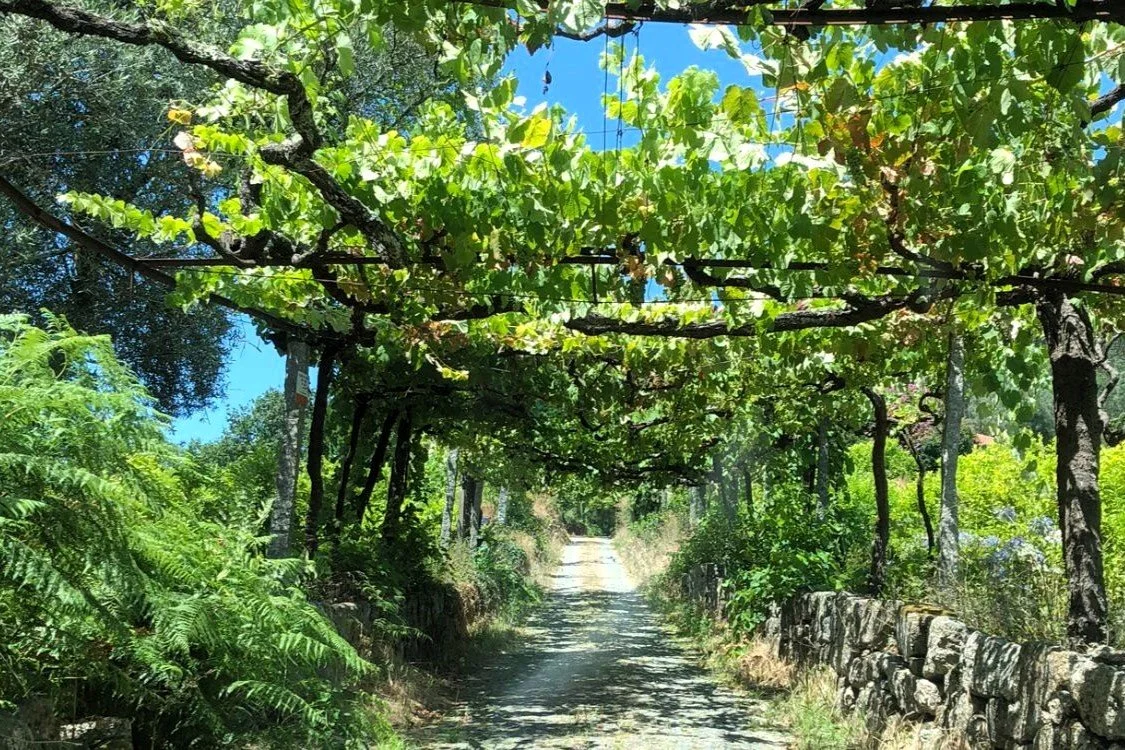 Pathway in a lush green garden with trees and grapevines overhead, creating a natural tunnel.