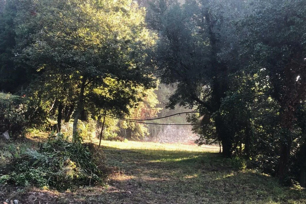 A sunlit tree-shaded pathway in a wooded area with green foliage and a grassy clearing in the background.