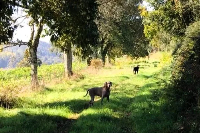Two dogs standing on a grassy path surrounded by trees and greenery in a rural landscape.