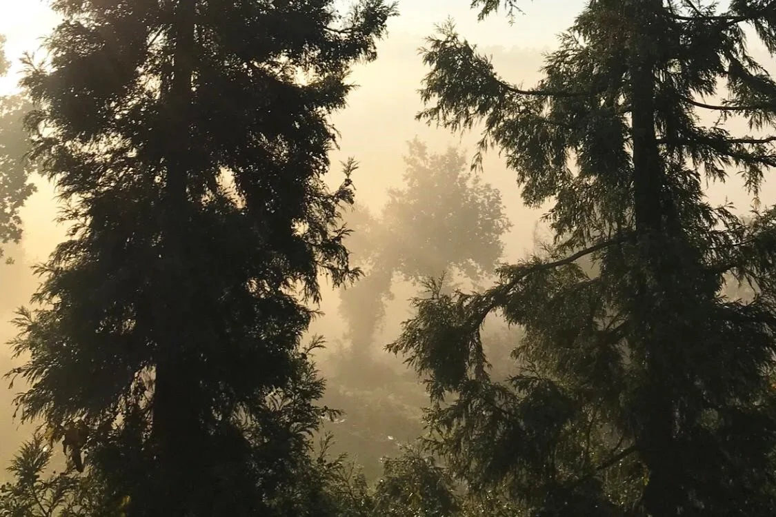 Sunlight filtering through foggy dense forest of evergreen trees at dawn or dusk.