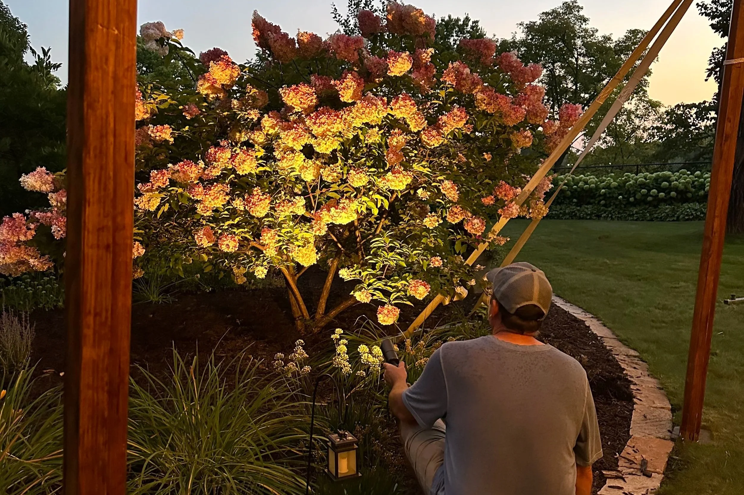 A person in a gray t-shirt and baseball cap using a flashlight to illuminate a flowering bush in a garden at dusk.