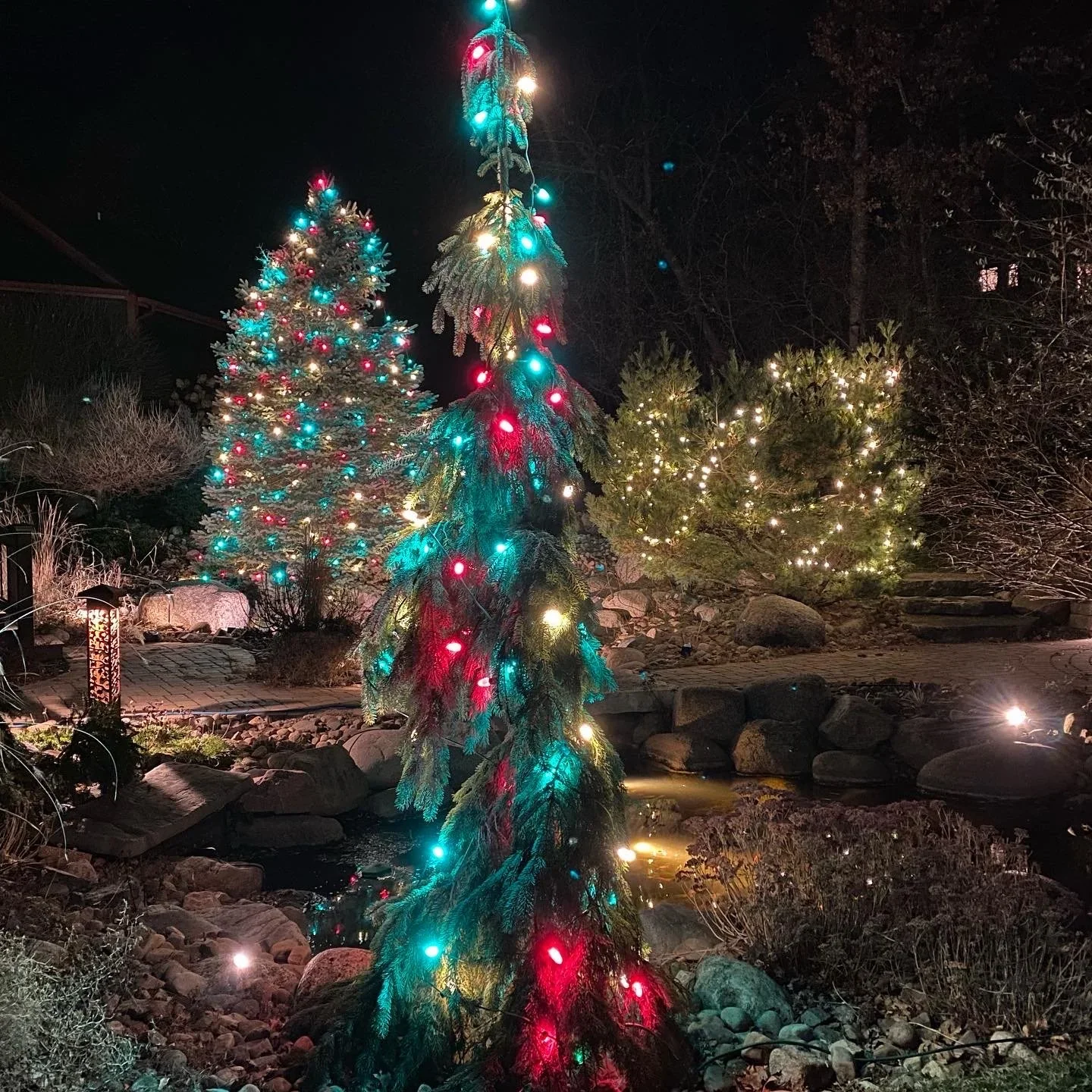 Night view of a garden with three decorated and lit Christmas trees and colorful string lights on a pine branch, with rocks, water, and shrubs in the background.