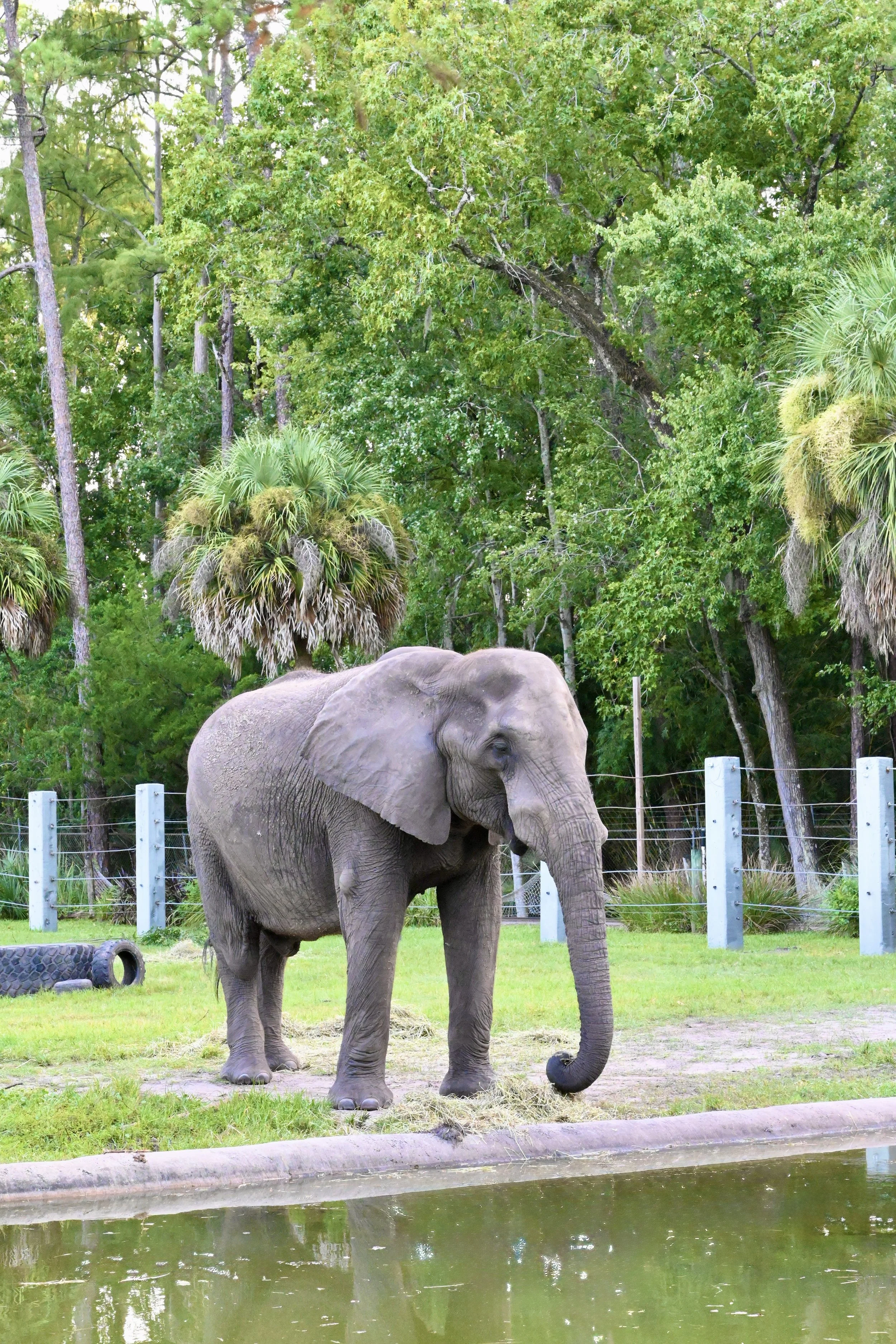 Brew at the Zoo, 2025