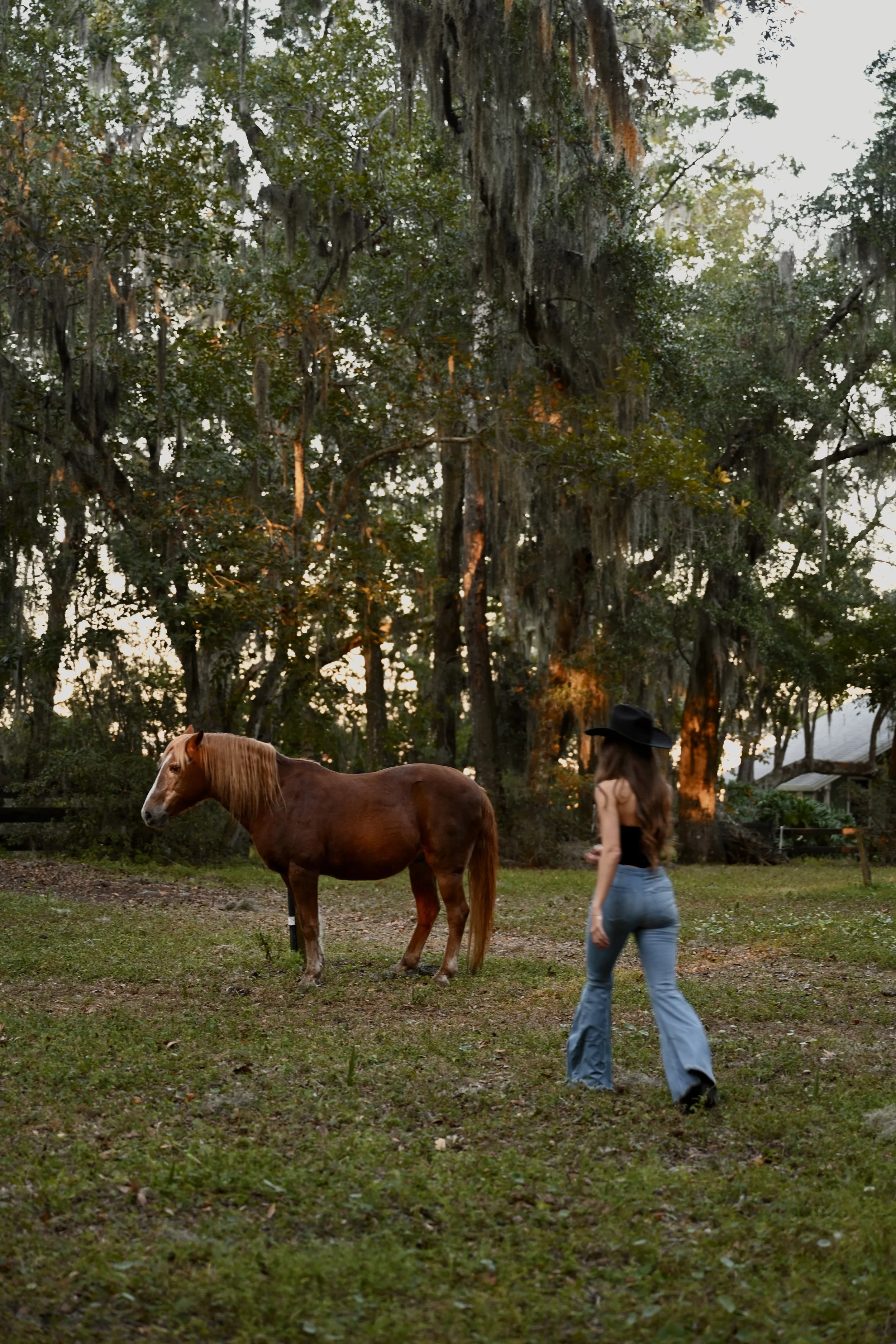 A woman wearing a large black hat, sleeveless top, and bell-bottom jeans walks toward a brown horse in a grassy area with tall trees in the background during sunset.