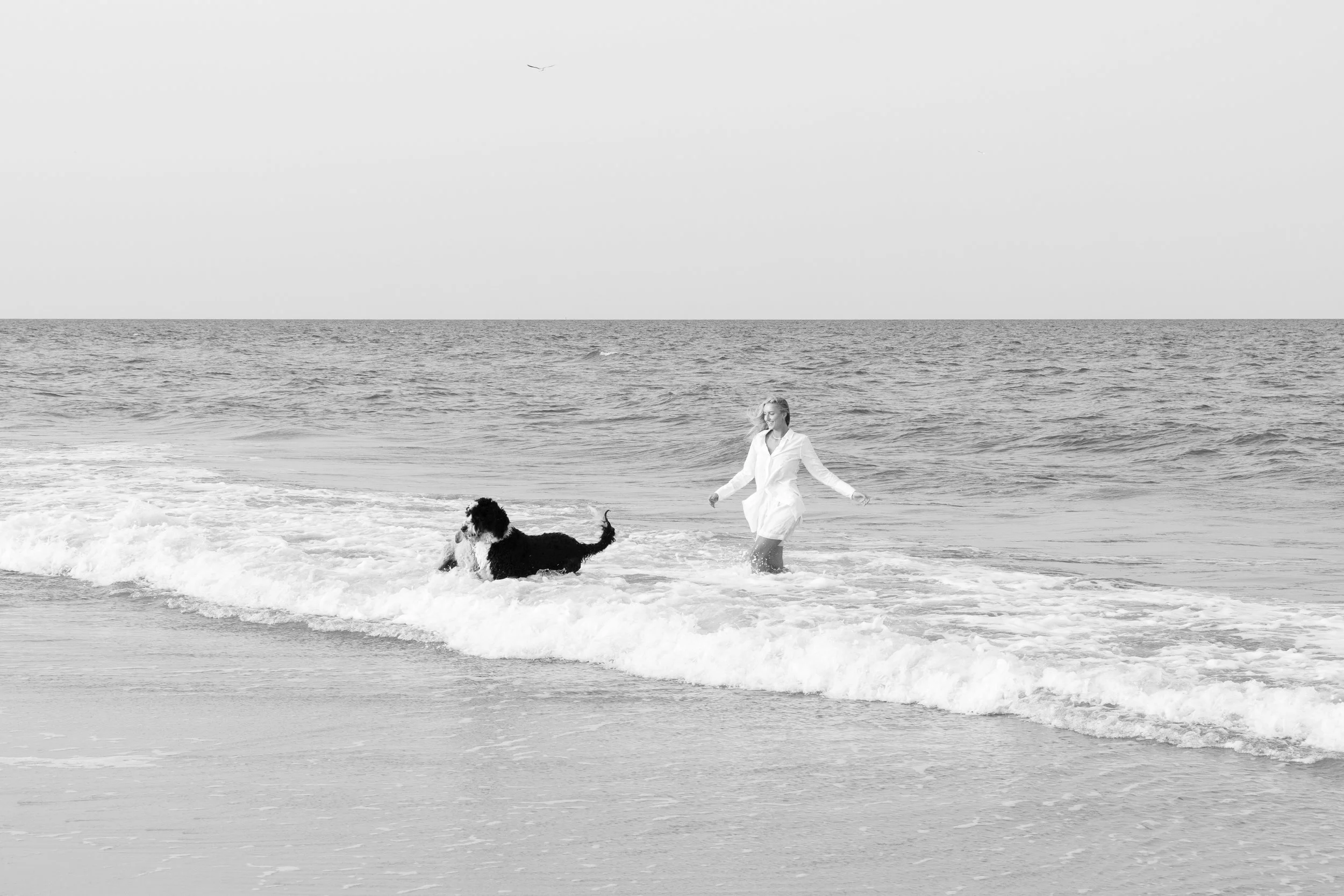 A woman in a white coat walking in the ocean water while playing with a black and white dog at the beach.