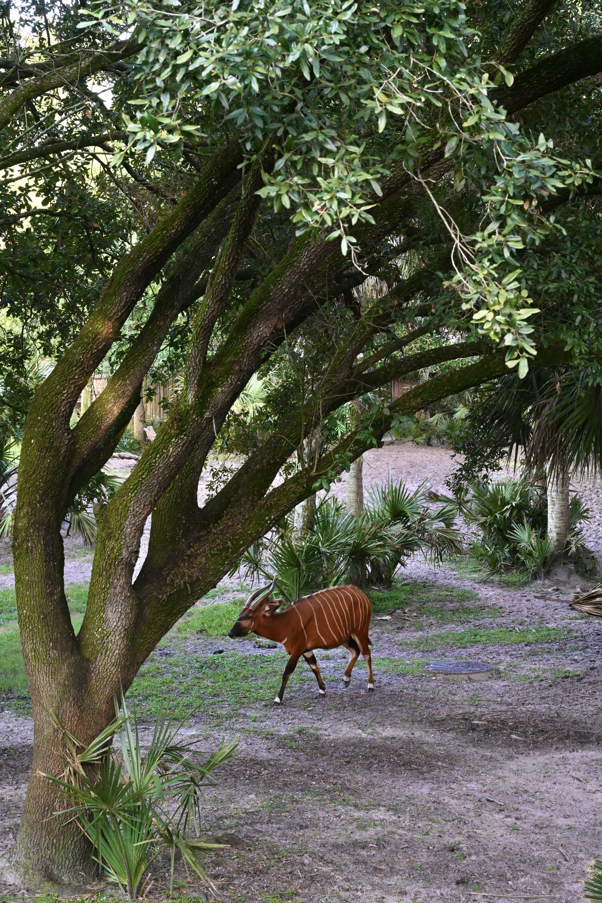 Brew at the Zoo, 2025