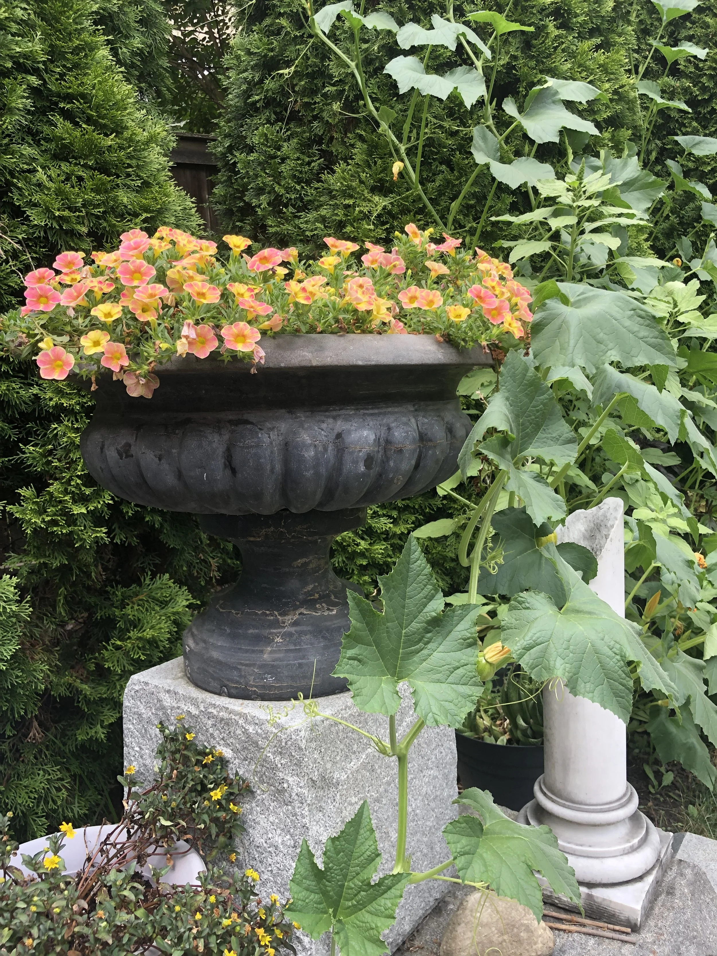 IMG_6366.jpeg