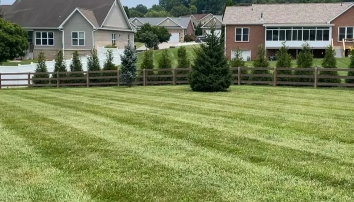 A well-maintained grassy backyard with evenly cut grass, a wooden fence, and several small and large pine trees. In the background, there are houses with multiple stories and different architectural styles.