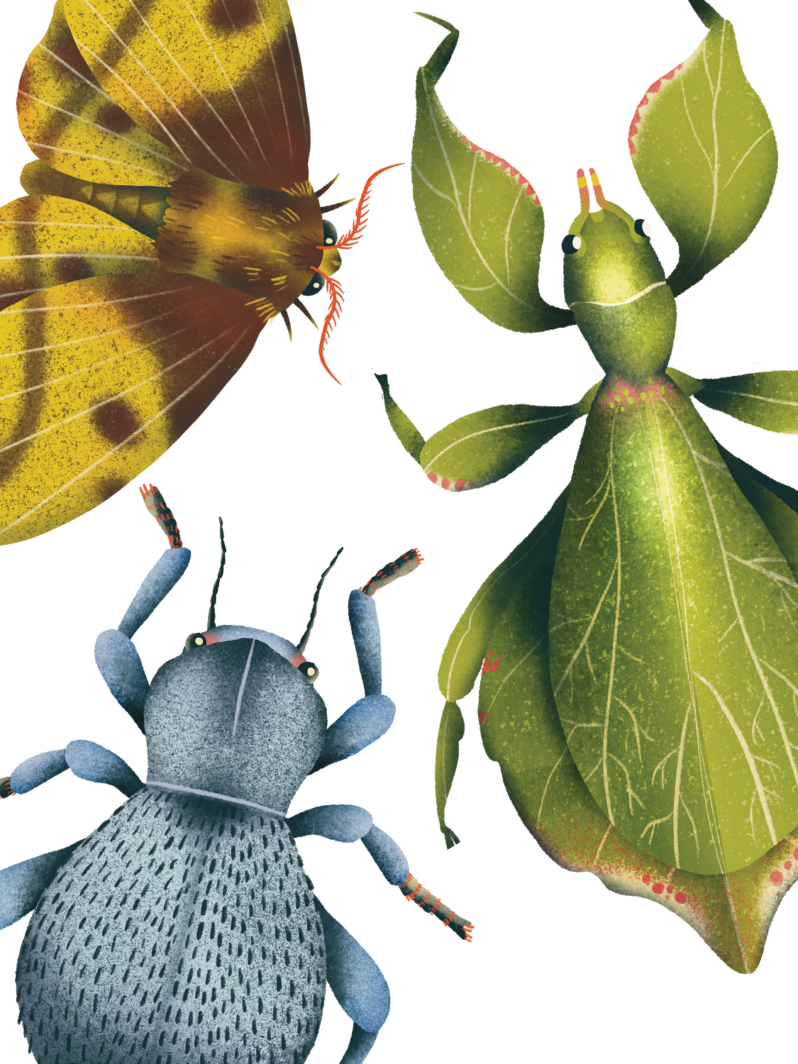 Curiosities of entomology