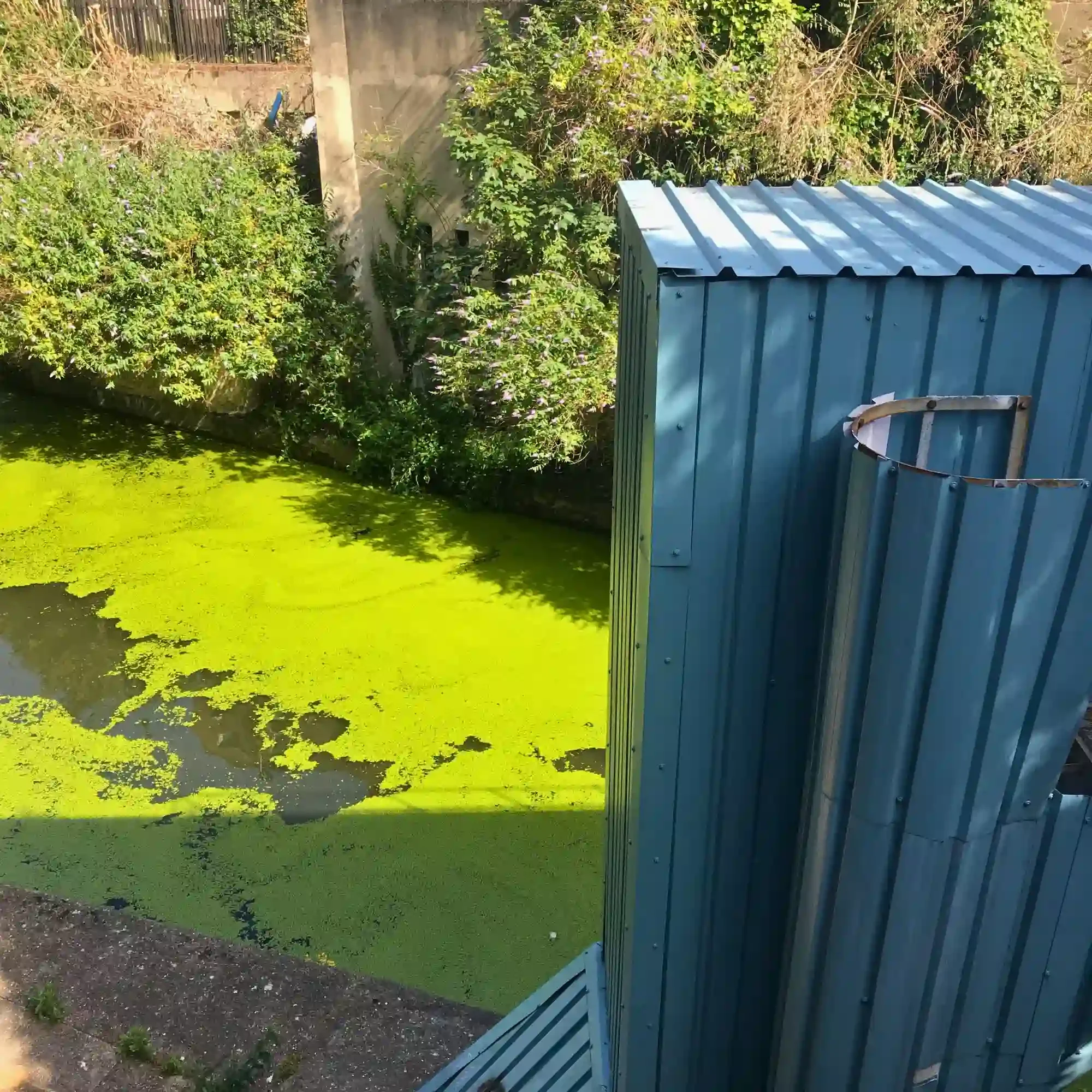 marine litter - london - uk - canal - algaewebp.webp