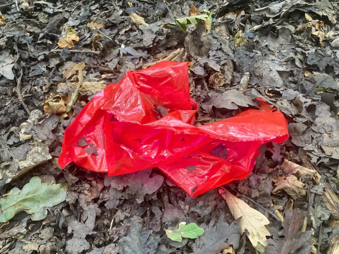 Urban Litter - north - west - uk - red - plastic - on - leaves .webp