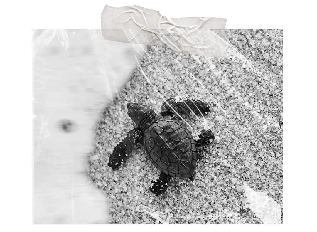 black and white photo of a baby turtle being released into the ocean in Mexico.