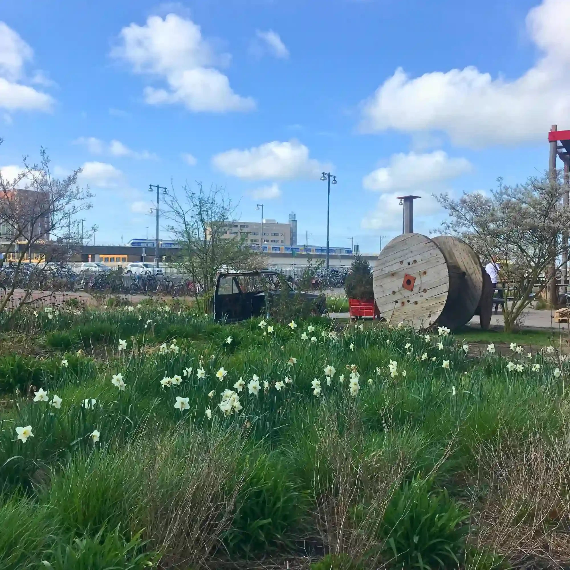 Urban Greening - Amsterdam - Netherlands - field - flowers - giant - bobbin..webp