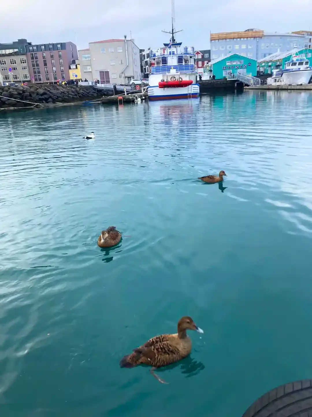 Copyright Knot Waste: Reykjavik, Iceland - Ducks in the harbour. 