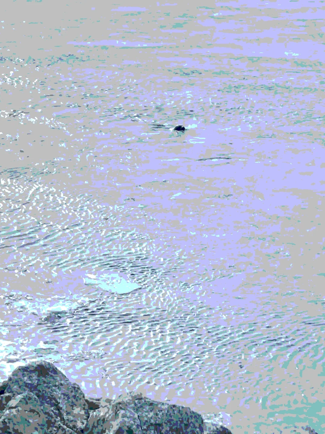 Copyright Knot Waste: Iceland, Jökulsárlón Glacier Lagoon - A seal cub swimming amongst floating ice. The glacier lagoon connects with the ocean through Iceland’s shortest river, Jökulsá... Seals love it there. 