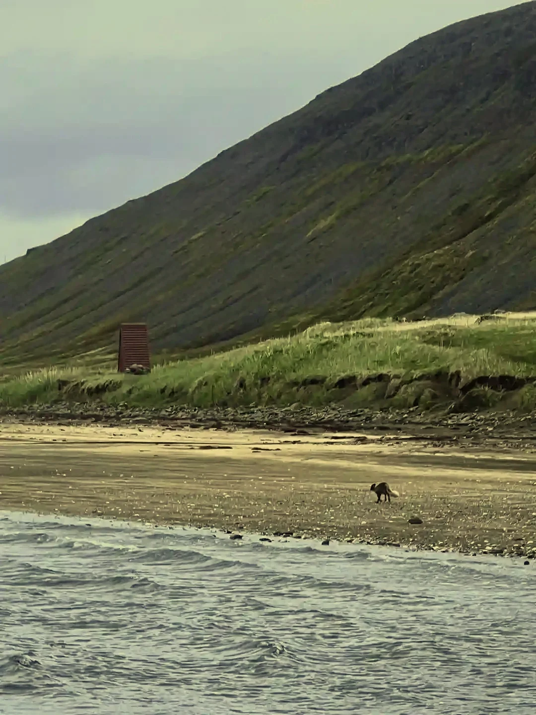 Copyright Knot Waste: Hesteryri Village, Iceland - Part of the Hornstrandir Nature Reserve,there are several hundred Arctic foxes across Iceland which are completely protected from hunting. In winter, the harsh weather keeps the tourists away, so the