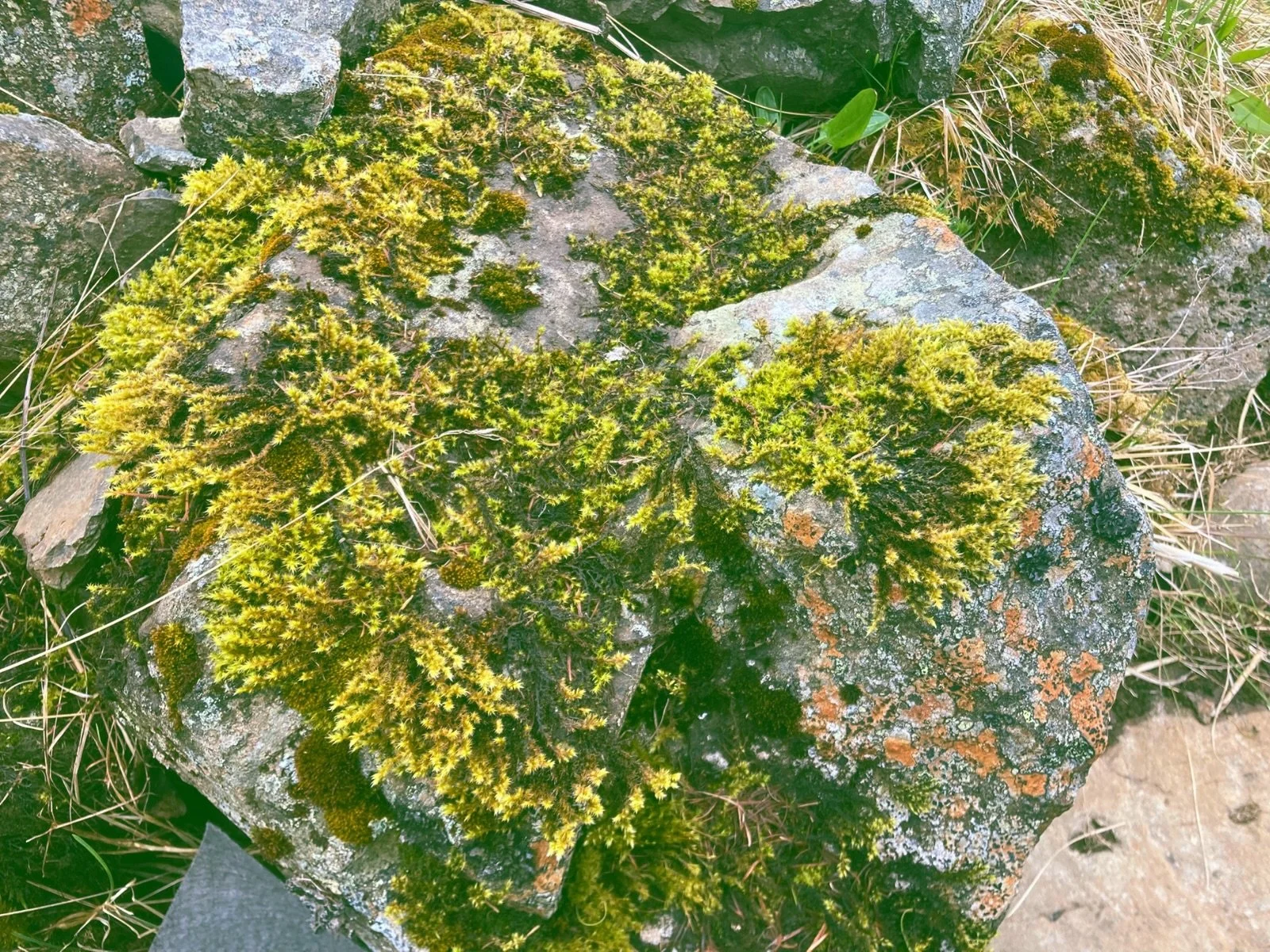 🪾See how nature noticing walks capturing photos of moss inspired a thrift store handbag upcycle with today&rsquo;s Substack article.

👜 KnotWaste.Substack > Link in Bio 

#knotwaste #mendyourfuture #upcycle #moss #natureconnection