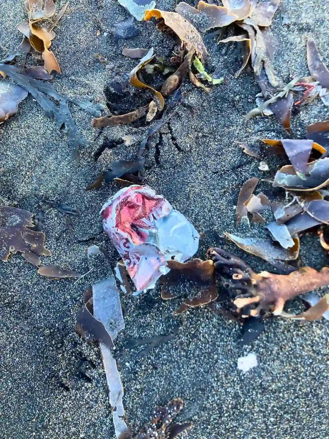 Marine Litter - reykjavik - iceland - tin - can - on - beach .webp