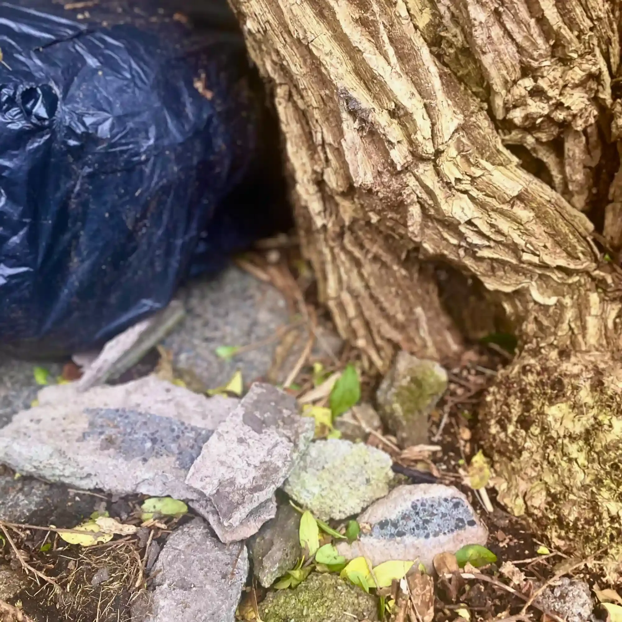 Litter in Nature - north west - uk - bin - bag - in - bushes.webp