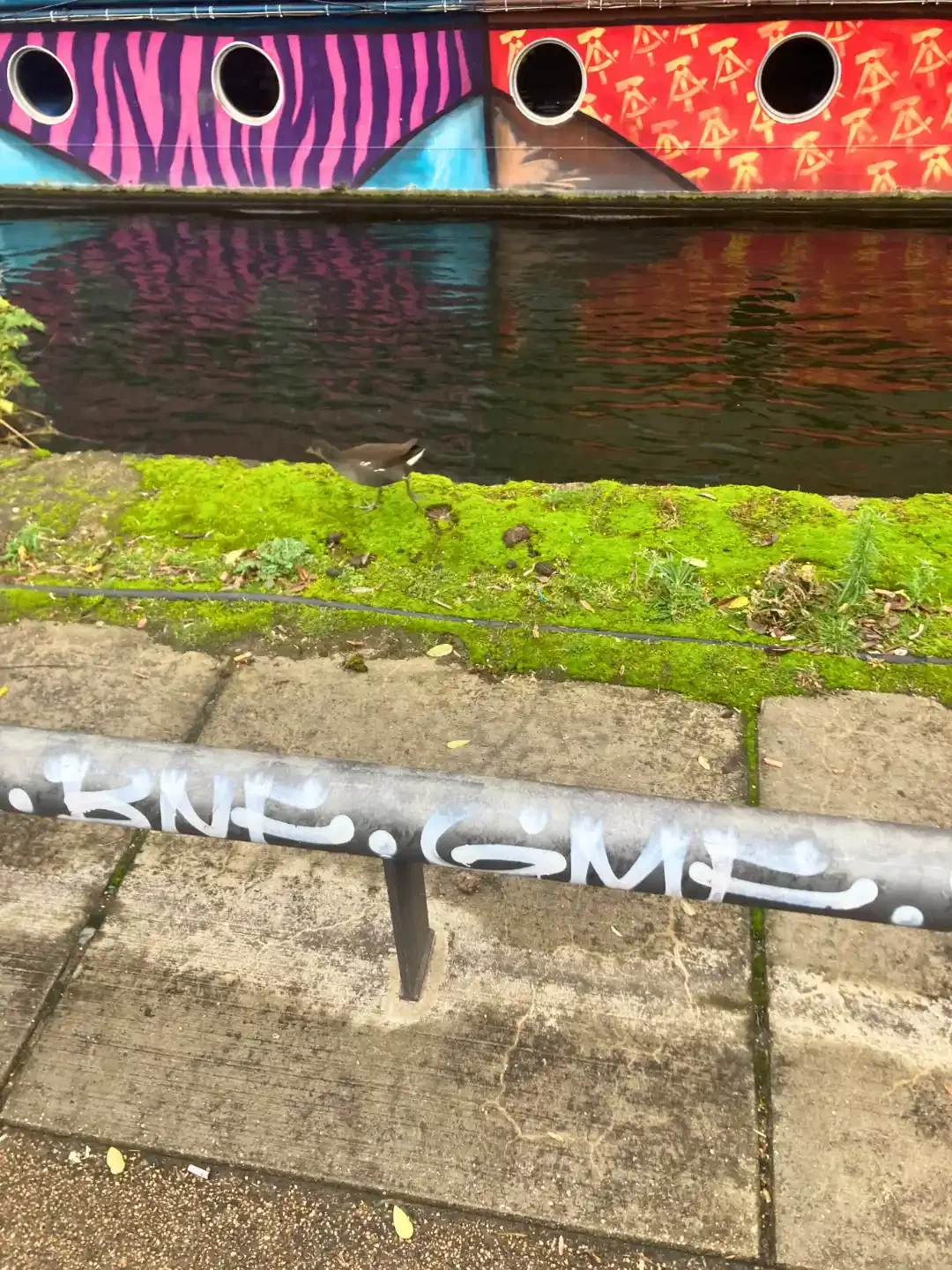 Urban Animals - berlin - germany - bird - by - spree - boat - hostel.webp