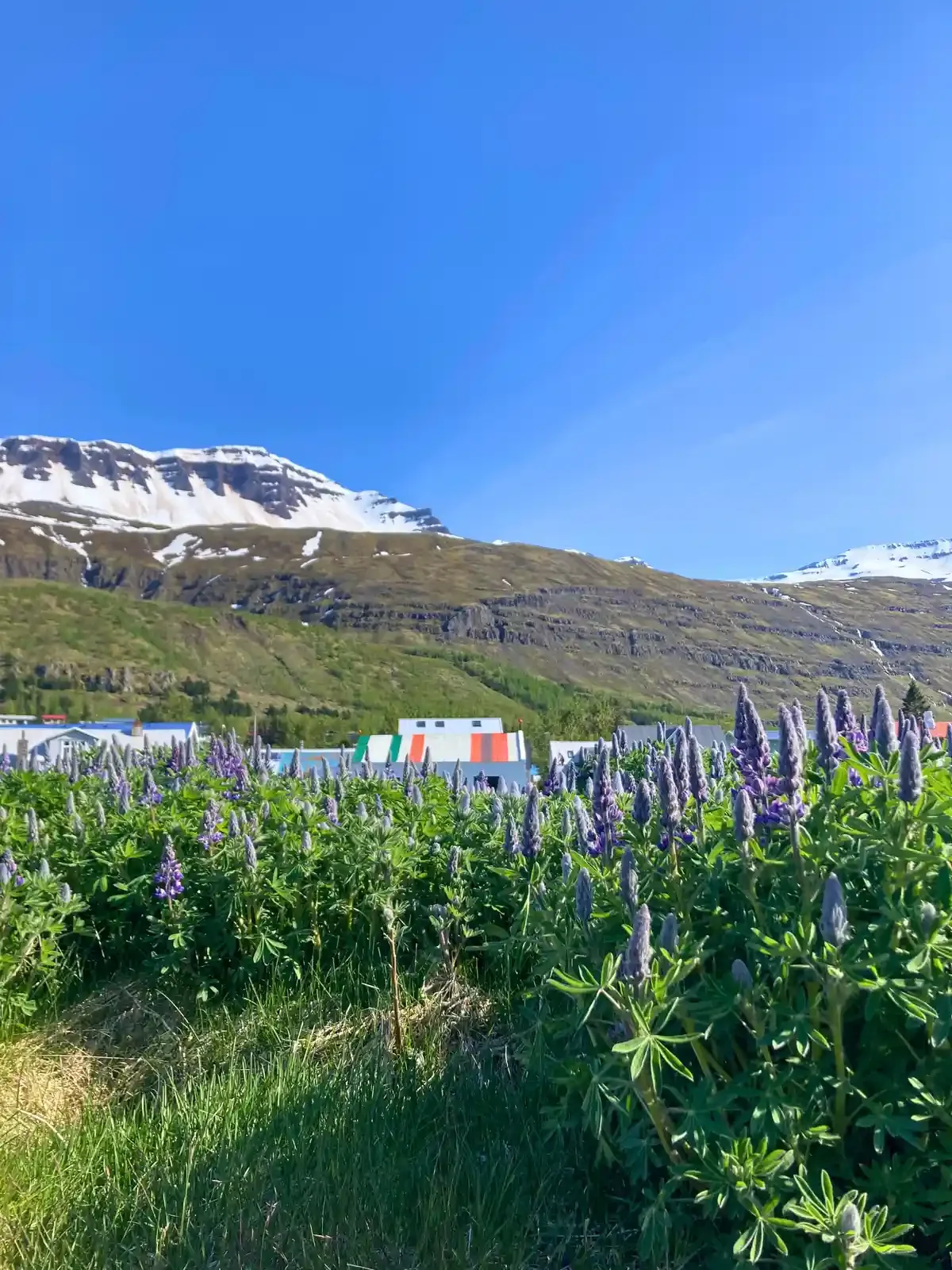 iceland seydisfjordur purple flowers by mountains .webp