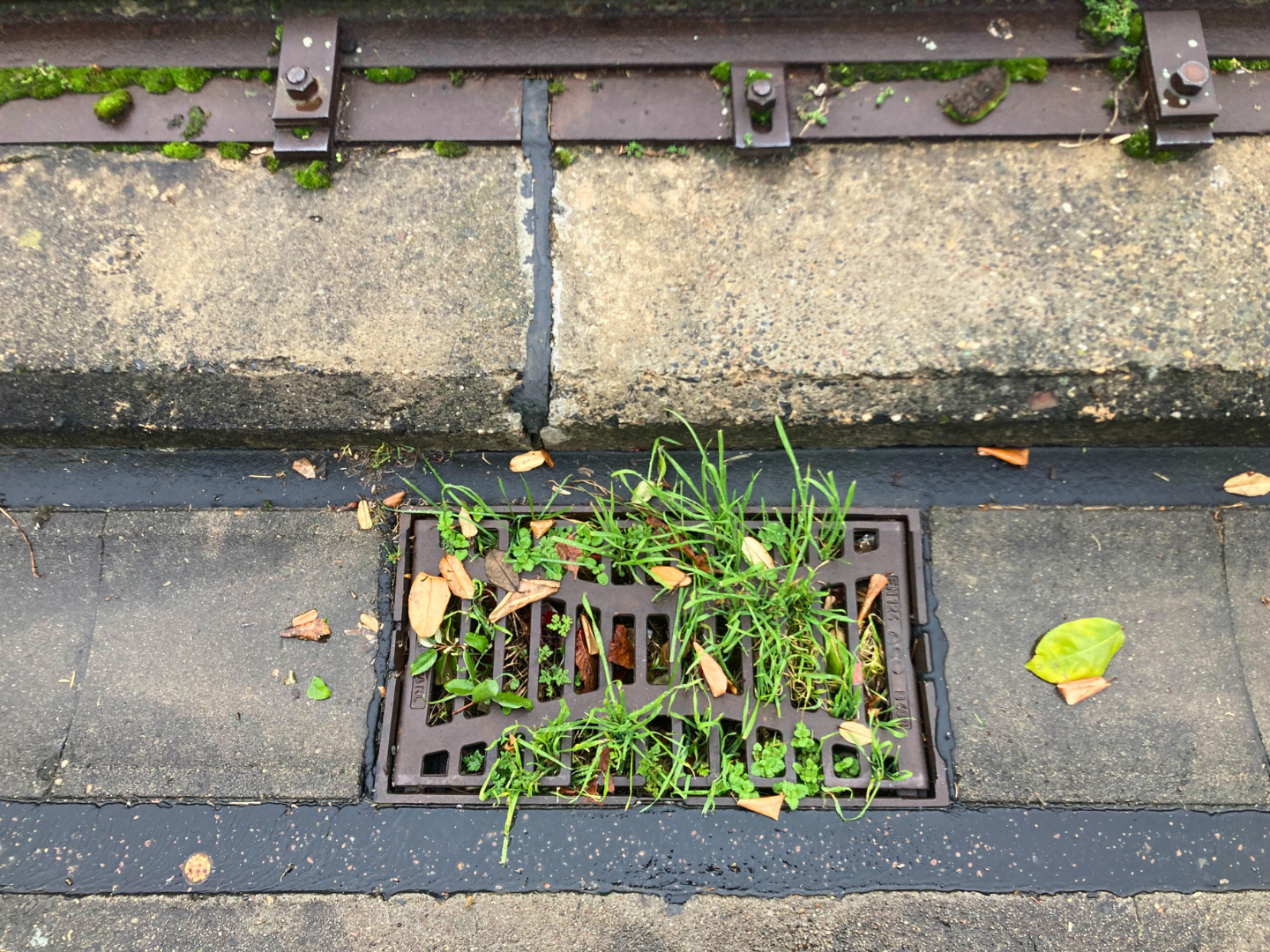 Nature Reclaiming - berlin - germany - plants- growing - in - grid .png