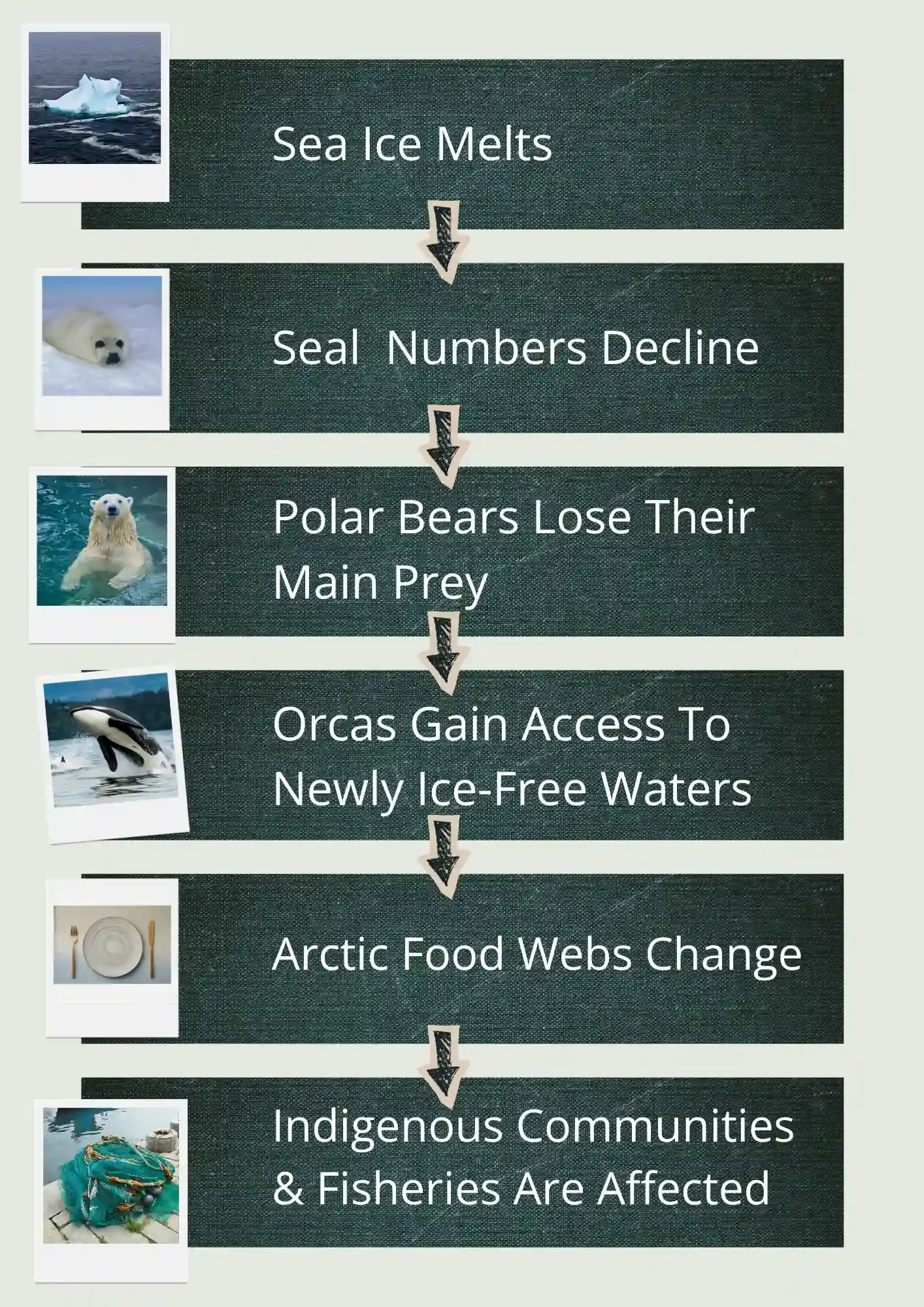 Infographic  showing ripple effect of sea ice melt across the Arctic.