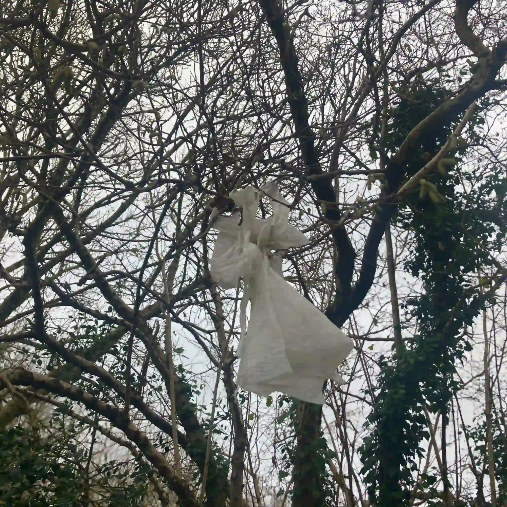White plastic bag caught in tree branches in woodland, showing litter pollution and environmental damage in nature.