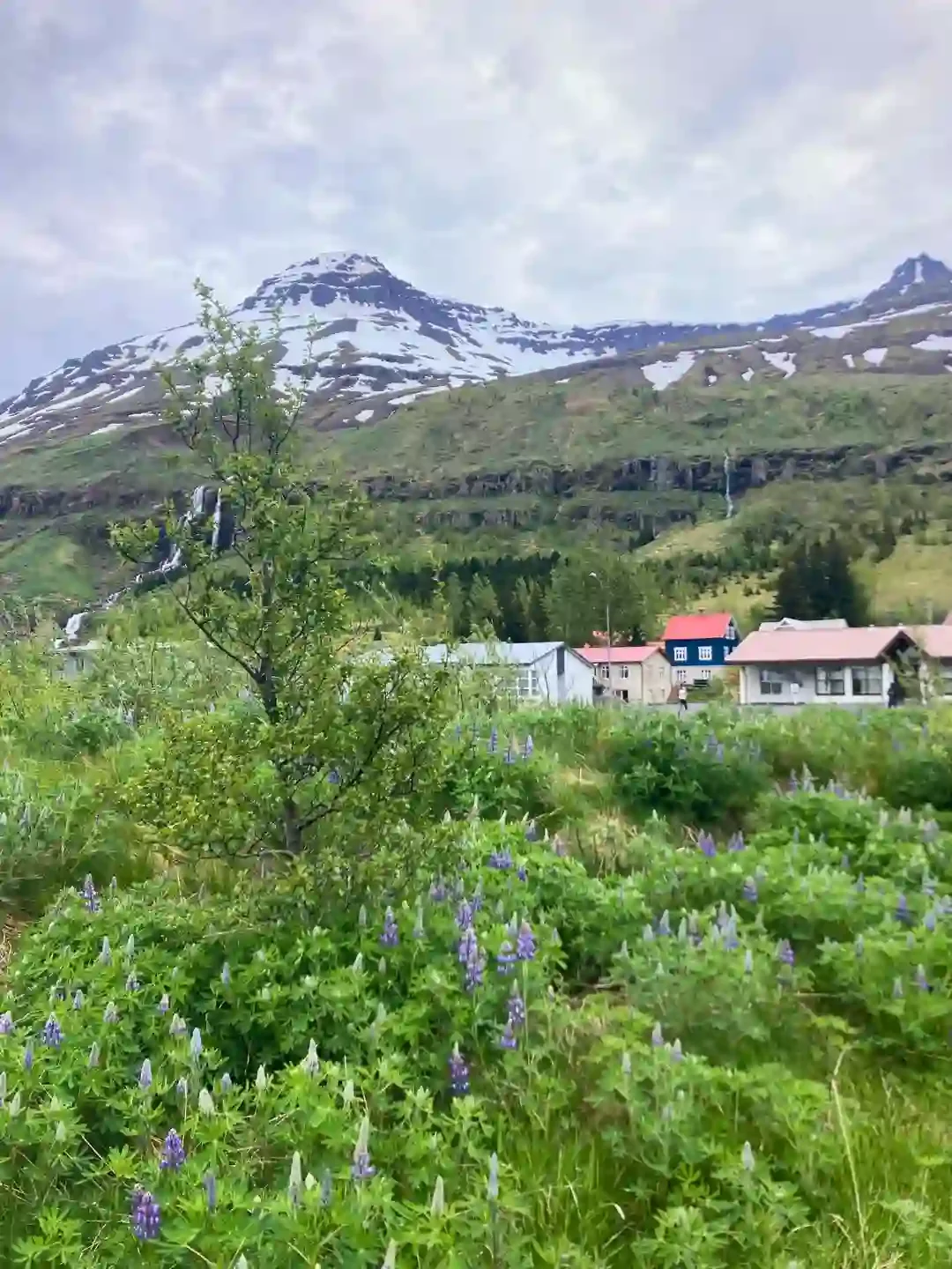 Copyright Knot Waste: Seyðisfjörður, Iceland - Common local wildflowers include Arctic thyme, pink moss campion, blue harebells, and white mountain avens. Originally imported from Alaska, Nootka lupines cover the valleys during June and July.