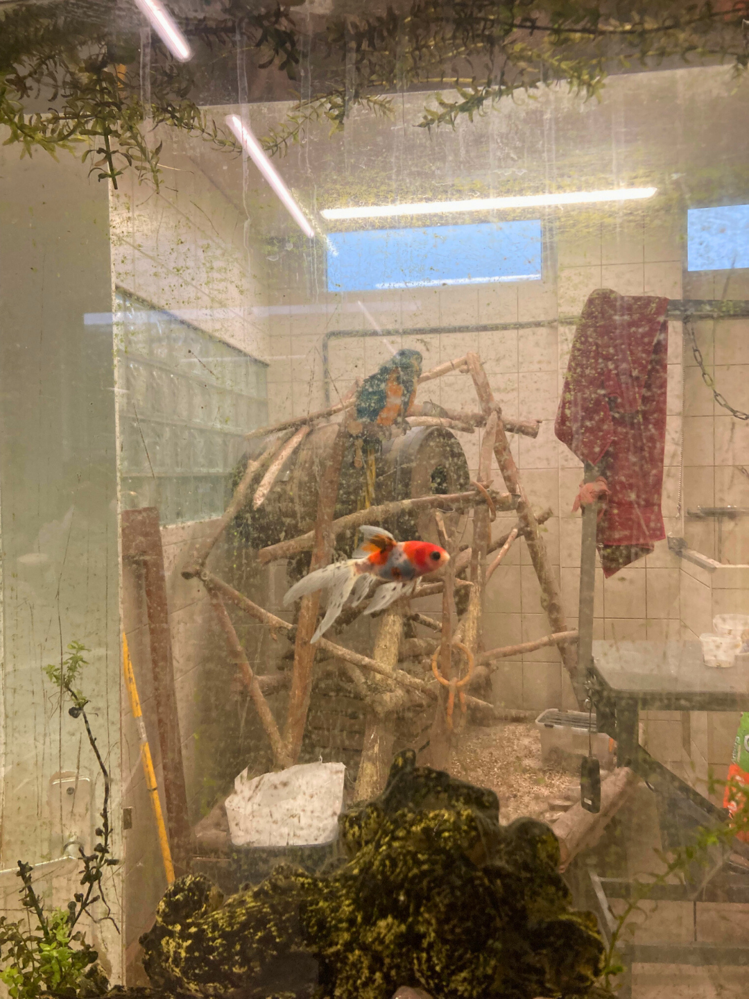 A gold fish in a tank in front of a window to a room with a blue parrot on a perch.
