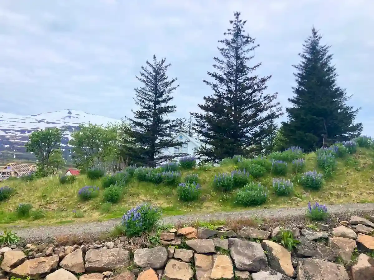 Copyright Knot Waste: Seyðisfjörður, Iceland - Trees are mostly found as planted ornamentals or small groupings near town buildings rather than wild forests.