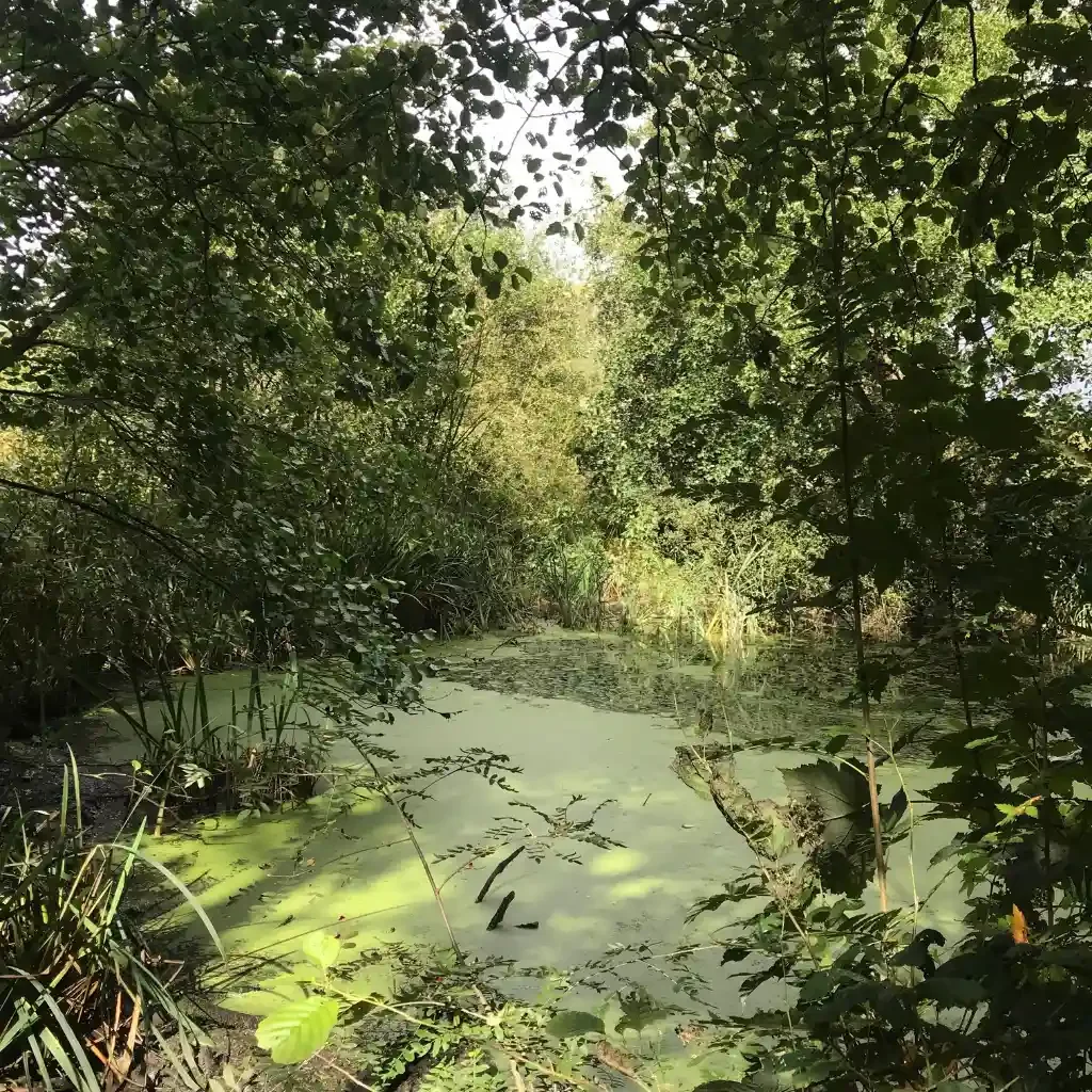 Nature Reclaiming - north west - uk - green - pond - algae.webp