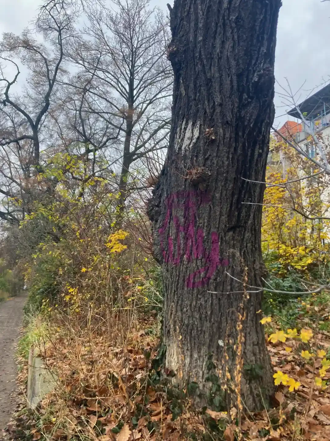 Litter in Nature - berlin - germany - grafitti - on - tree.webp