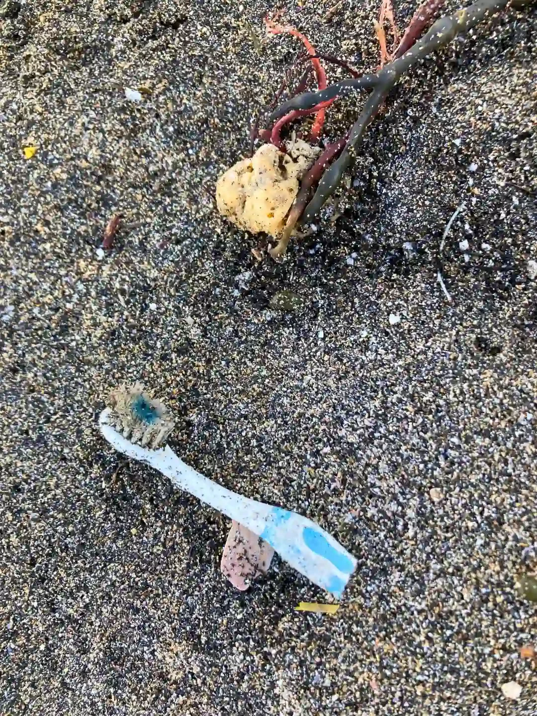 Discarded toothbrush on sandy beach beside seaweed, highlighting plastic pollution and marine litter environmental damage.