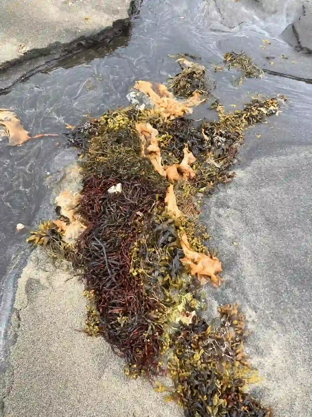 Copyright Knot Waste: Hesteryri Village, Iceland - The remote, nutrient-rich subarctic waters around Ísafjörður and Hesteyri Abandoned Village are among the most biodiverse marine habitats in Iceland.