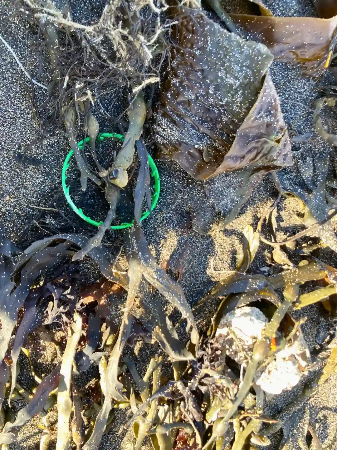 Marine Litter - reykjavik - iceland - plastic - on - beach .webp