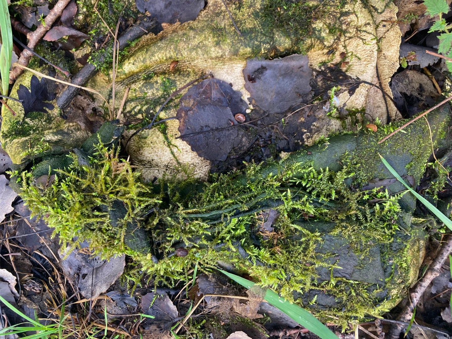 Nature Reclaiming - north west - uk - old - jacket .png