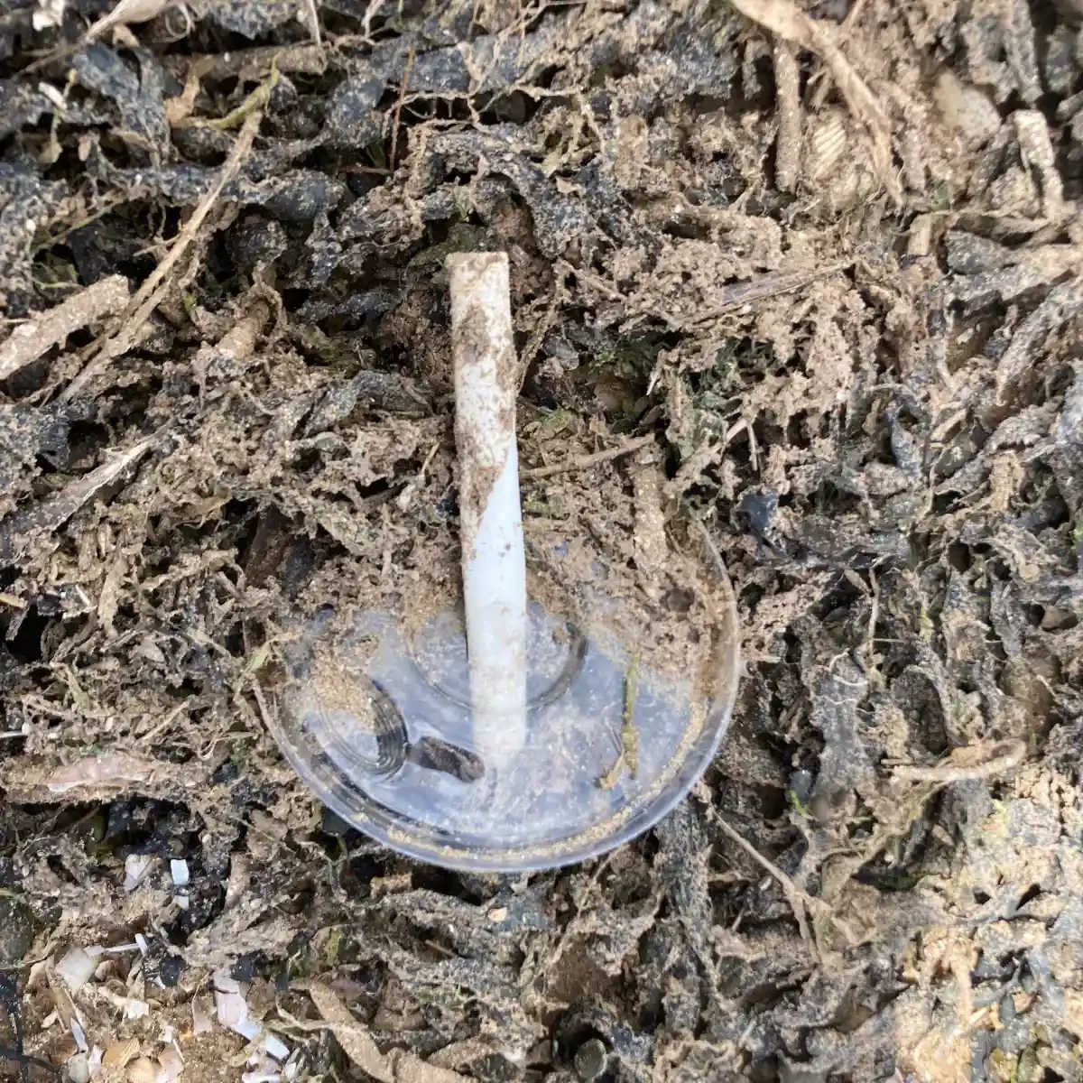 Copyright Knot Waste: Wallasey Beach, Wirral - Waste Straw Highlighting Marine Waste.